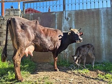 en cox sud veren inekler: 15 litir süd verir 3 qarına doğub 10 gündü doğub balası dişdi — 2