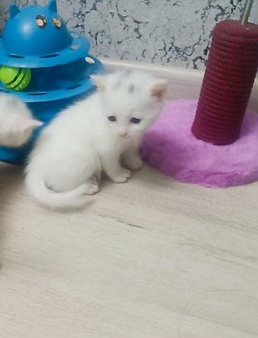 it ev: Yaxşı əllərə — 1