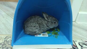 kaliforniya dovşanı: Dovsan balalari satilir — 6