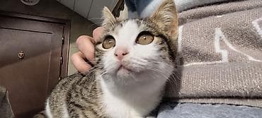 şotland pişiyi cutlesdirmek: Tabbi, Dişi, Yaxşı əllərə, Pulsuz çatdırılma — 8