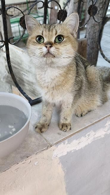 pisiklerin alqi satqisi: 6 ayliq disi sinsilla gold tecili satilir. pisiyin hamile olma — 3