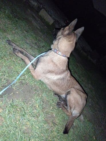 qafqaz çoban iti: Belçika çoban iti, 2 ay, Dişi, Ödənişli çatdırılma — 3