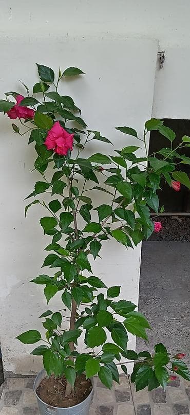 nokia yarpaq: Qırmızı hibiskus (Çin qızılgülü) – dibçək bitkisi - Növ: Hibiscus — 1