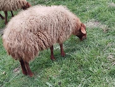Qoyun – yerli cins, qəhvəyi rəngdə, uzun və sıx yunlu. Xüsusiyyətlər