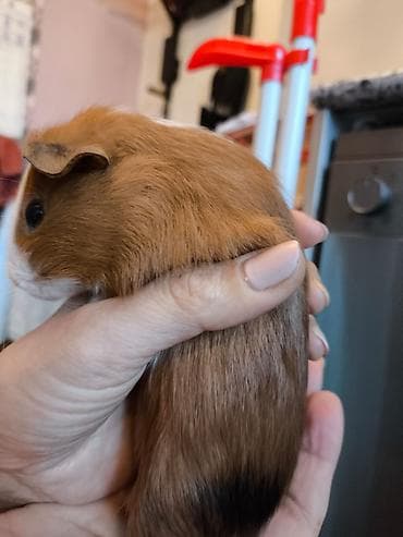 kənd heyvanları: Məhsul: Qvineya donuzu balaları (ev heyvanı) Təsvir: - Rəng çeşidi — 4