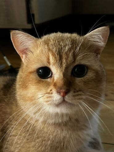 İtlər: Пристраивается котик 1год Привит Не кастрирован Желательно в семью — 6