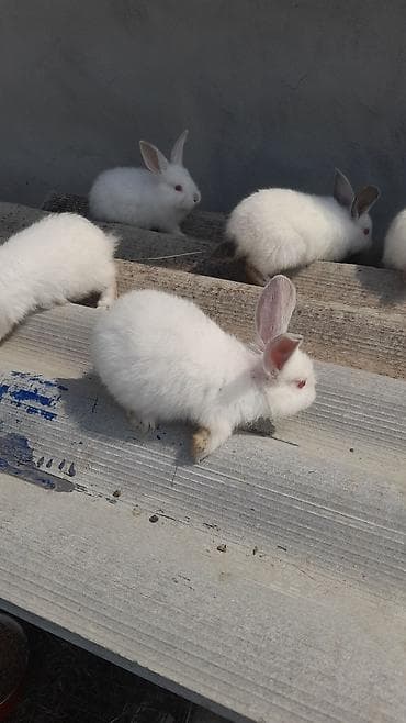 bildircin satılır: Kaliforniya balalar satılır. Fikti ciddi olanlar buyursunlar — 3