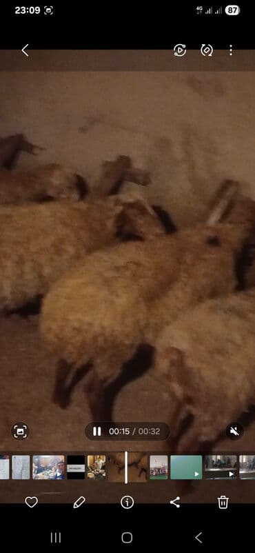 balasına süd verməyən qoyun necə adlanır: Dişi, il: 2, Ətlik — 2