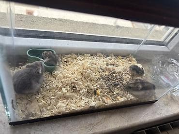hamster al: Hamsterlər satılır 5 ədəd hər şey daxil Şəffaf şüşə terrariumda bir — 1