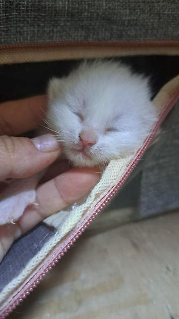 pişik pers: Şotland — 3