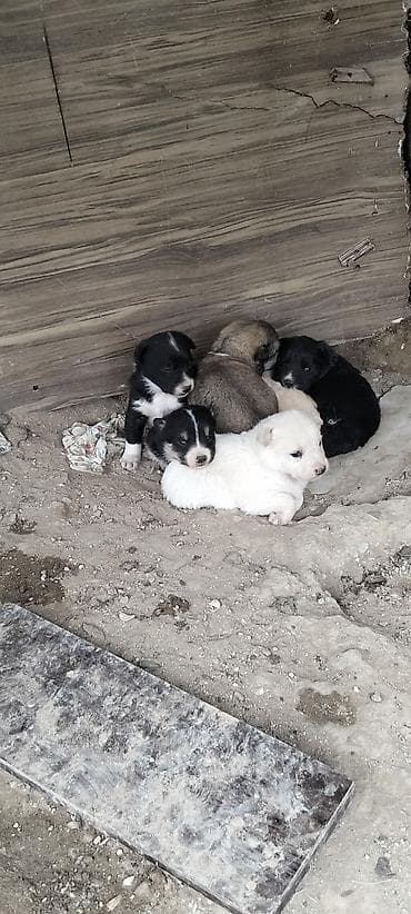 su qabı: Peyvəndli — 1