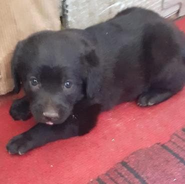 it alanlar: Labrador-retriver, 1 ay, Dişi, Peyvəndli — 5