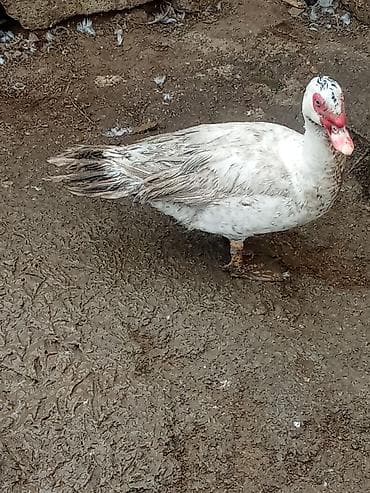 Kənd təsərrüfatı quşları: Sağlam heyvanlardi inside erkeydi erkey cix olduğundan satıram barter — 2