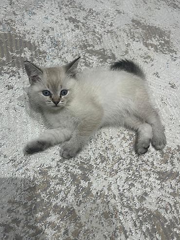 Balaca pişik balası — açıq krem rəngli tüklər, qulaqlar, pəncələr və