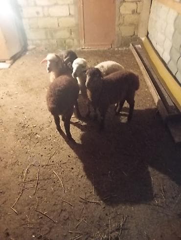 Qoyun-quzu satışı - Şəkillərdə 4 baş gənc quzu görünür (ağ və