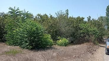 18 mine evler: 22 sot, Tikinti, Mülkiyyətçi, Kupça (Çıxarış) — 4