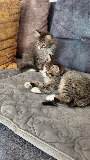 pişik itib: Yaxşı əllərə — 5