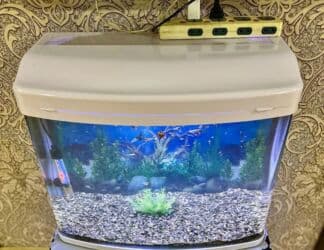 Gəmiricilər: Akvarium ideal vəziyyətdə — 2