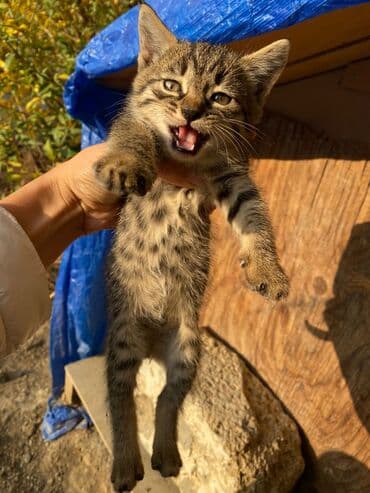 pişik şəkli: Tabbi, Yaxşı əllərə — 3