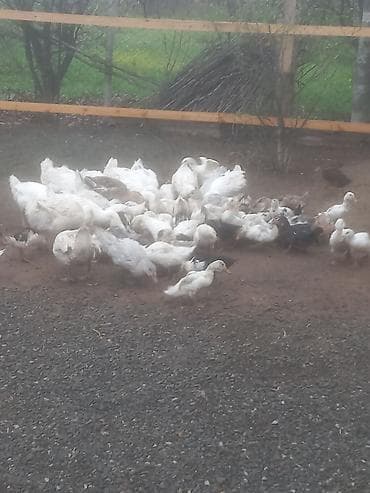 qaz qus: Məhsul: Qaz və ördək sürüsü Təsvir: - Təhlükəsiz hasarlanmış həyətdə — 2