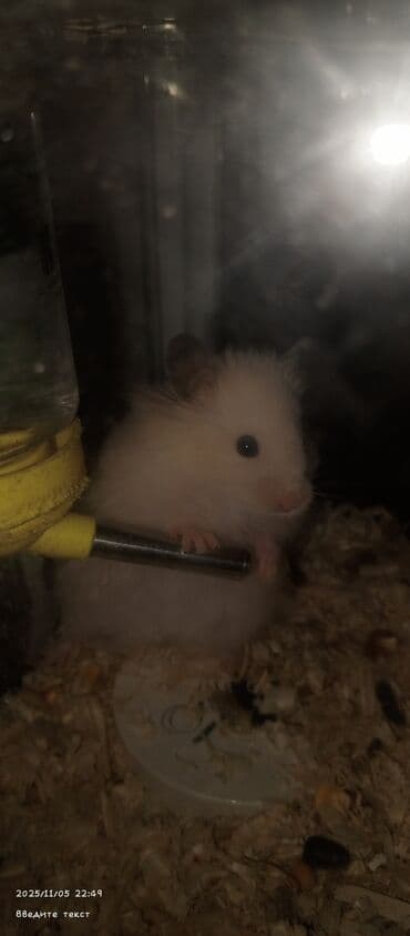 Gəmiricilər: Продаются хомяки 
Hamsterlər, satılı
Pirallahi — 2