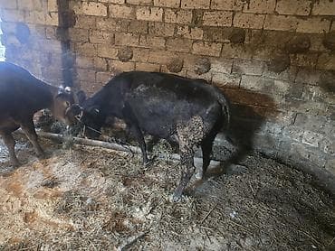 Super kök inekler — 4