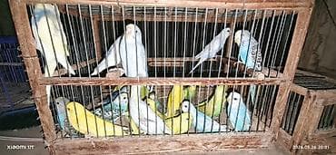 Valnissi balalar 25 ədəd təmiz sağlam quşlardır öz quşlarmın lalafo.az -da Valnissi balalar 25 ədəd təmiz sağlam quşlardır öz quşlarmın
