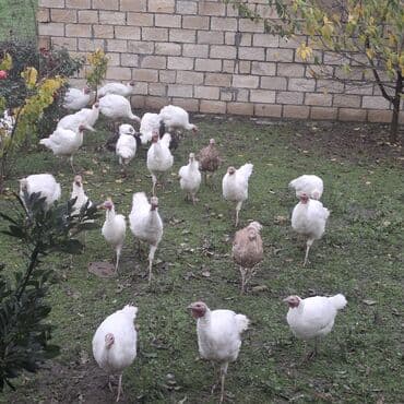 hinduşka balası satışı: Məhsul: Hind quşları sürüsü Təsvir: - Ağ rəng üstünlük təşkil edən — 3