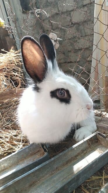 xacmaz heyvan bazari: Temiz karlik diwidir erkeyi oladigna gore satiram — 1