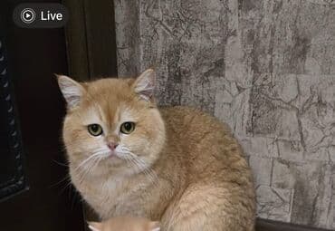 вислоухий кот цена: Şotland yastı qulaq — 6