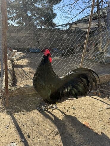 Xoruzlar: Qara rəngli xoruz - Rəng: tam qara, lələkdə yaşıl parıltı - Başlıq — 4