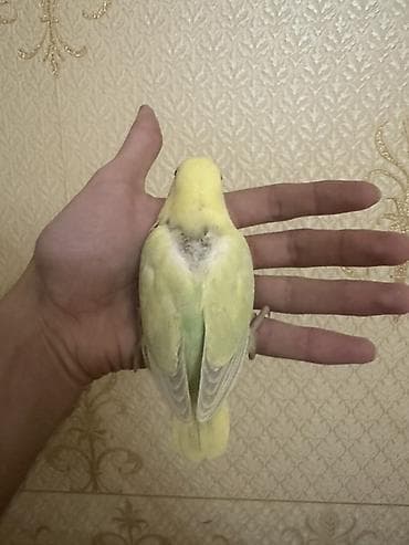 qus sesi: Salam 1 aylığ balalardı.Hamsı tam sağlamdır.Ələ öyrəşdirmək olar — 2