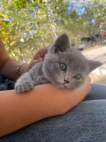 golden pişik: Britan, Erkək, Yaxşı əllərə — 3