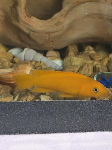 Gəmiricilər: Tanqanika baliklari hamsi birlikdə satlir 16 dənə Yekədirler — 2