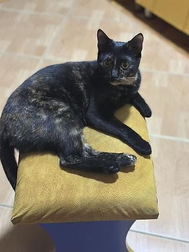 Dişi, Yaxşı əllərə