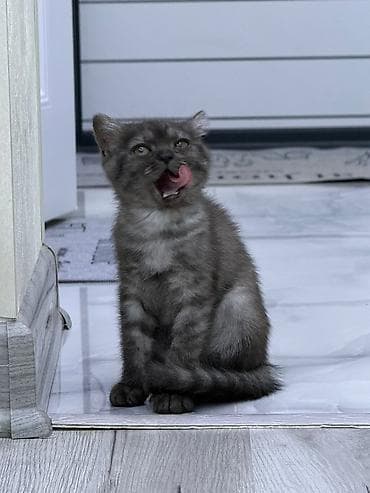 bengal pisik: Şotland yastı qulaq — 5