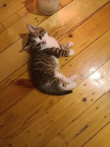 Tabbi, Yaxşı əllərə, Ünvandan götürmə lalafo.az -da Tabbi, Yaxşı əllərə, Ünvandan götürmə