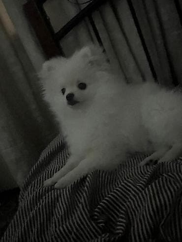Heyvanlar üçün mallar: Şpitz — 3