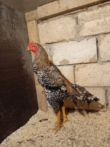 Mərmər effektli PVC panellər: Xoruz, Heyratı, il: 1, Ünvandan götürmə — 1