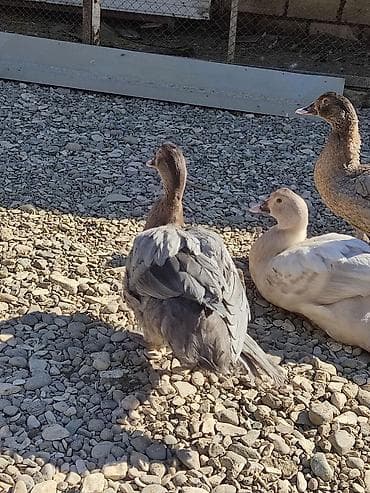 hinduska cucesi satilir: Temiz qan ordeylerdi hamisi xoruzdu catdirlma var yari yariya macar — 3