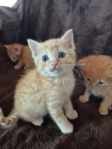 balaca pisik sekilleri: Şinşilla, Erkək, Yaxşı əllərə, Ödənişli çatdırılma — 5