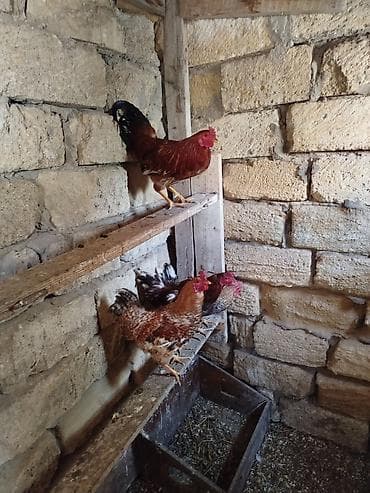 cuce satisi: Salam tam sağlam cavan heyvanlar satılır qiymət sondu yekələr 25 — 4