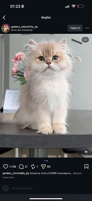 sinsila pisik: Britan, Ödənişli çatdırılma — 6