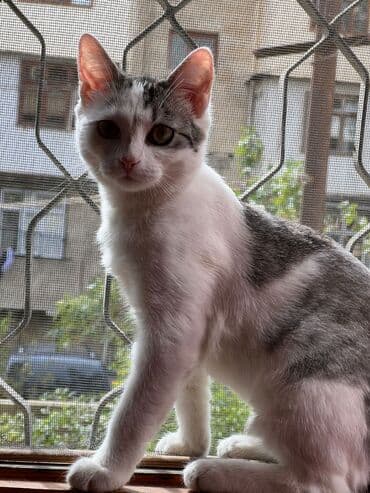 pişik biti: Tabbi, Dişi, Yaxşı əllərə — 2