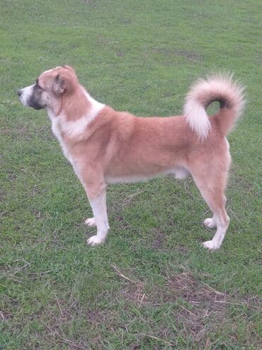 sir balasi satilir: 3 il, Erkek — 1