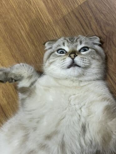 pişik cutləşdirilir: Şotland yastı qulaq, Yaxşı əllərə — 1