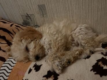 Pudel, 2 ay, Erkek, Peyvəndli, Pulsuz çatdırılma