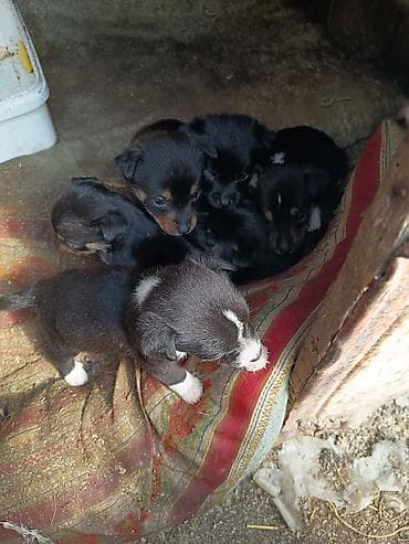 bala itlerin satisi: Ünvandan götürmə — 5