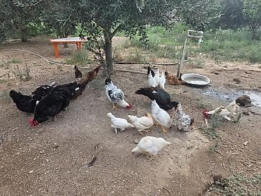 brama toyuqları: Курица, Для разведения, Самовывоз — 2