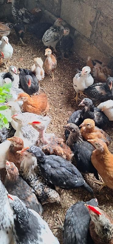 Собаки: Курица, Для разведения, Платная доставка — 6